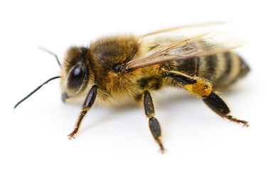 Bee on white.