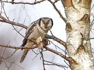 Northern Hawk Owl (Surnia ulula)