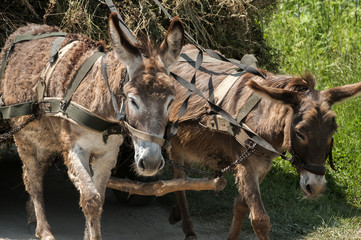 Donkeys pulling a cart loaded with hay