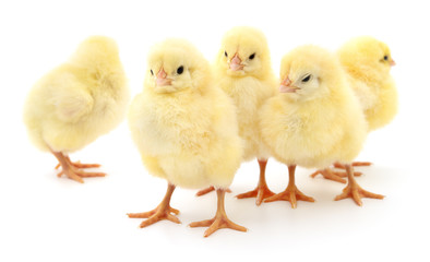 Five yellow chickens.