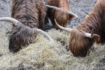 bulls with long wool