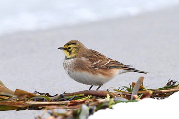 Horned lark (Eremophila alpestris)