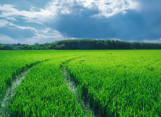 Road in a beautiful green field of wheat.