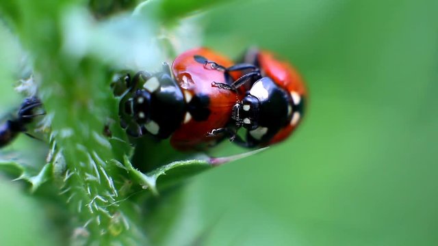 Ladybugs mating in the grass