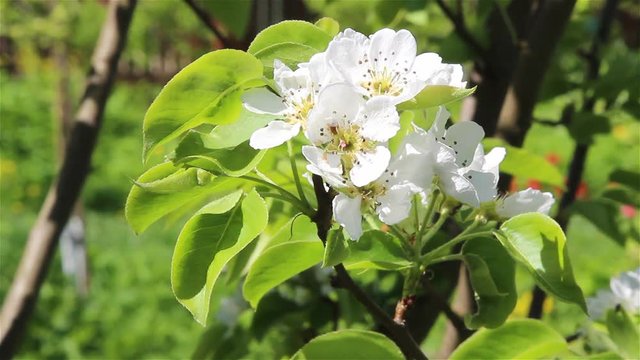 Branch of a pear tree in bloom on light wind