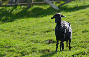black sheep on green grass