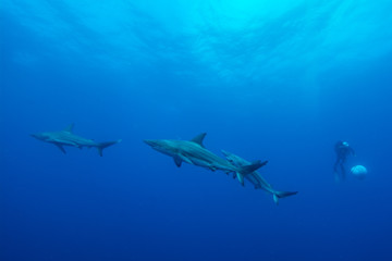 three giant Blacktips swimming in deep blue water