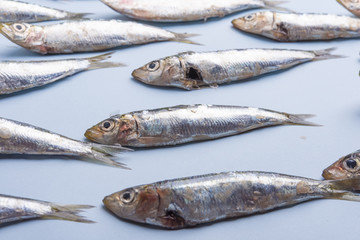 Sardine fishes in a row on a blue wet background