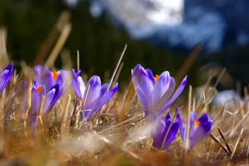 Krokus © Przemysław_Wania