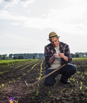 Farmer in a field examining crop