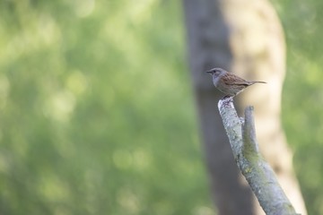 Dunnock (Prunella modularis)