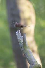 Dunnock (Prunella modularis)