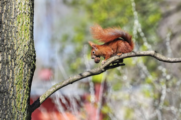 Wiewiórka wędrująca po gałęzi z orzechem w pyszczku 1 © polmus