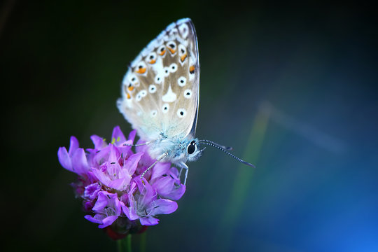 Motyl modraszek na fioletowym kwiatku. Ciemne tło w tonacji niebieskiej