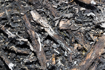 ash from burnt grass as a background