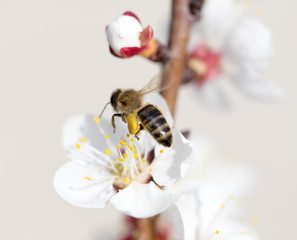 bee on a flower in the nature. macro