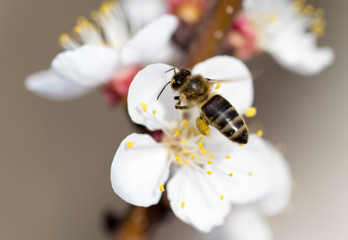 bee on a flower in the nature. macro