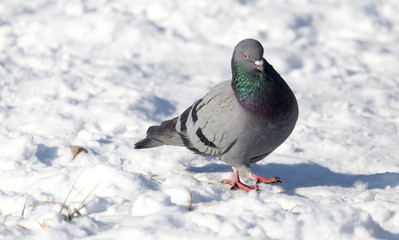 dove in the snow on the nature
