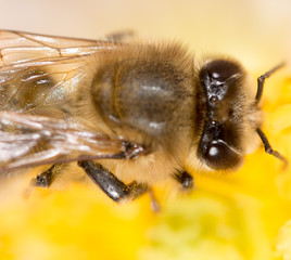 bee on a flower. macro