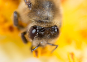 bee on a flower. macro
