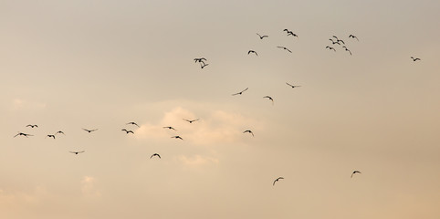 a flock of seagulls in the sky at sunset