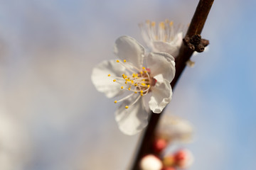 flowers on the tree against the blue sky