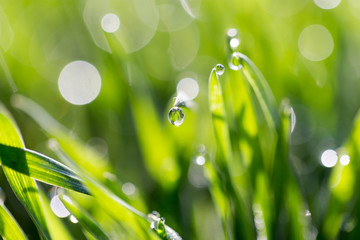 Obraz premium drops of dew on the green grass in nature. macro