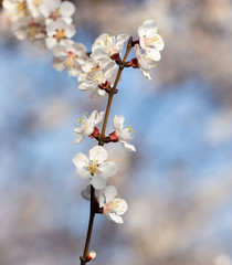 flowers on the tree against the blue sky