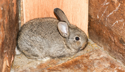 beautiful rabbit on the farm