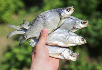 dried fish in hand on nature