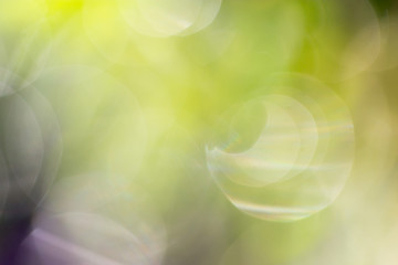 bokeh background of green nature