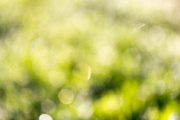 bokeh background of green nature