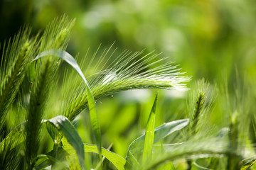 green ears of corn on the grass on the nature © schankz