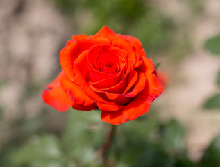 beautiful red rose in nature
