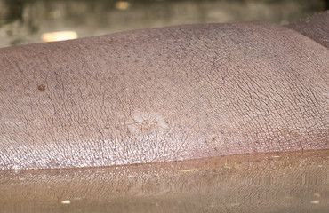 hippopotamus leather as a background