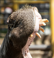 hippo teeth in the zoo in nature