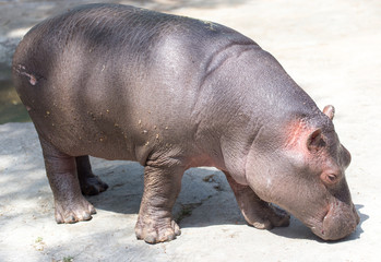 a small hippopotamus in the zoo