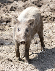 Fototapeta premium wild boar in a park on the nature