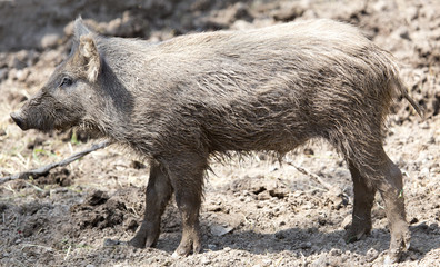 wild boar in a park on the nature