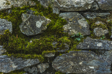 Macro green moss among old rough stones
