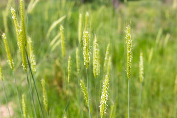 Fototapeta na wymiar green ears of wheat on nature