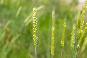 green ears of wheat on nature