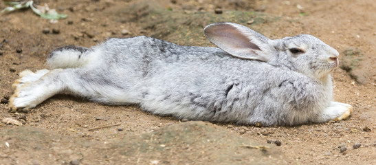 rabbit on the farm, Camping