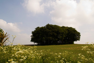 Fototapeta premium View over the Chilterns landscape in Buckinghamshire, England