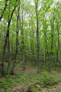 green forest trees in spring