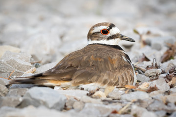 Killdeer sitting on eggs