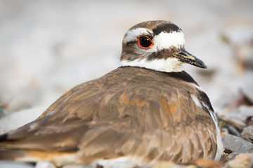 Killdeer sitting on eggs