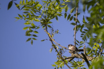 Long Tailed Tit (Aegithalos caudatus)