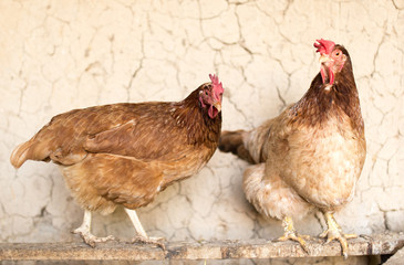 colored chicken on chicken farm