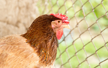 chicken near the fence on the farm